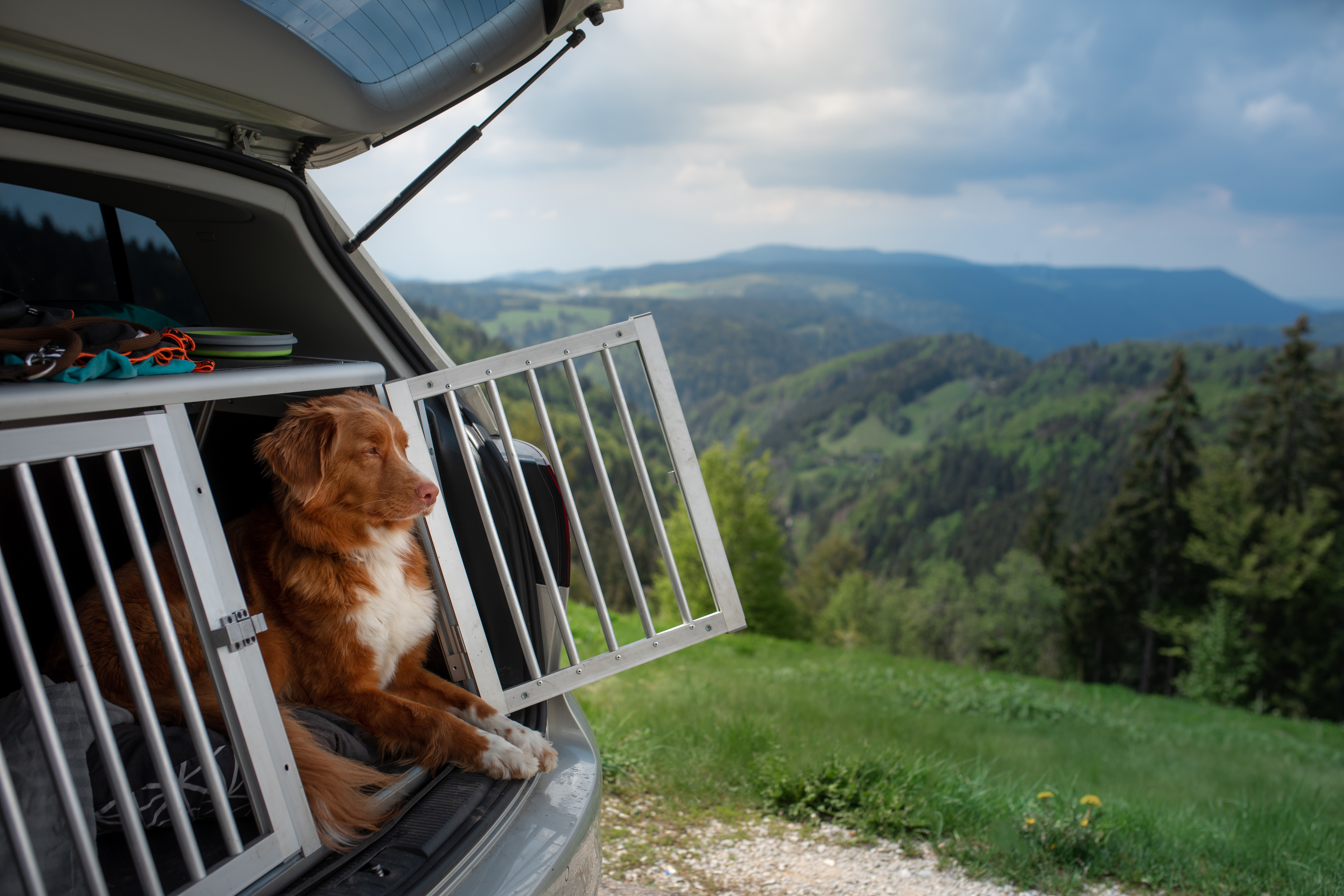 dog in the car in the box. A trip with a pet. Nova Scotia Retrie