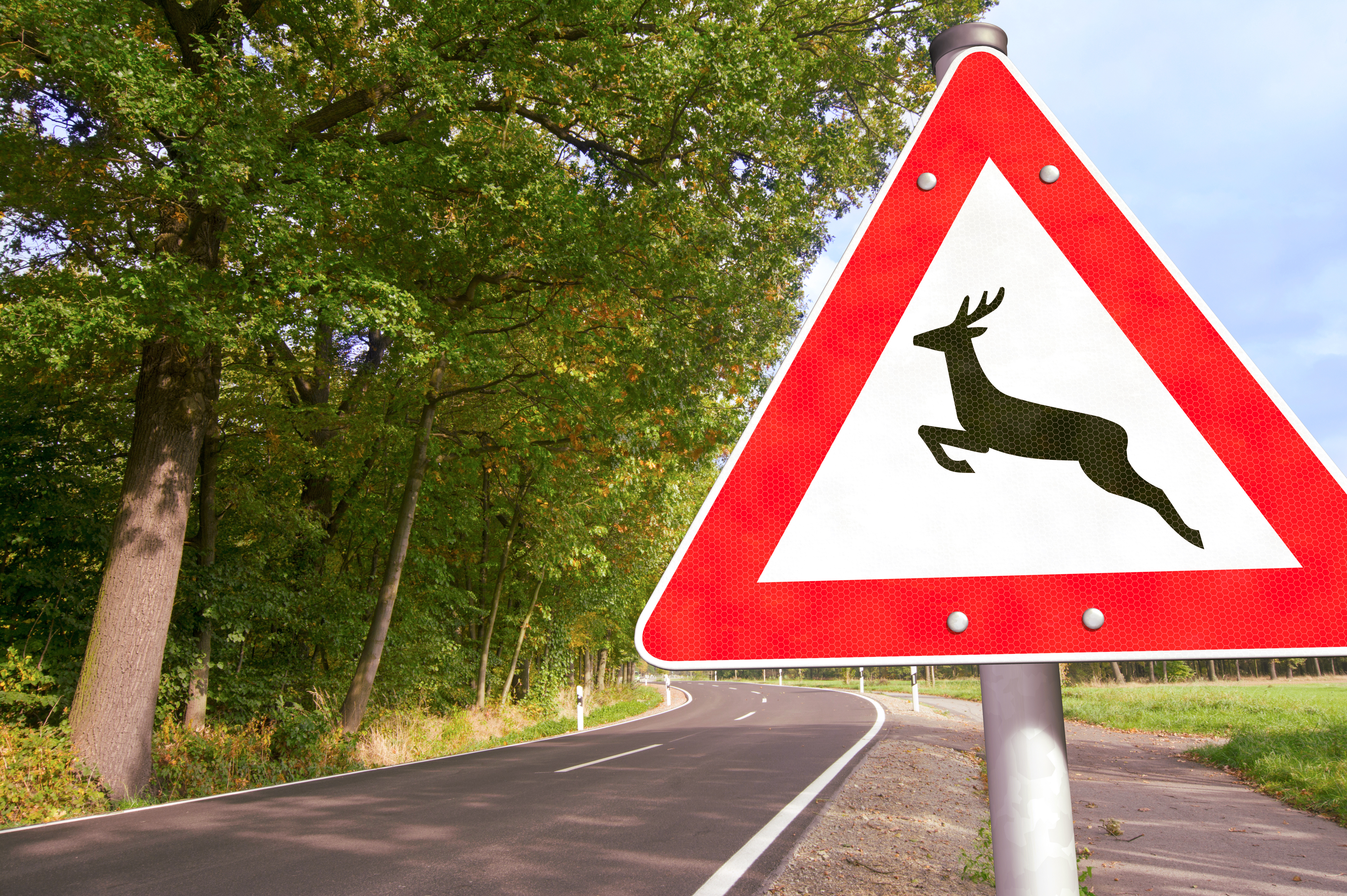 Straße mit Verkehrsschild Achtung Wildwechsel